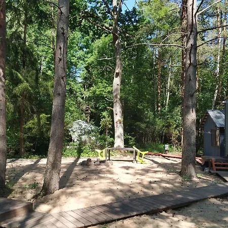 Forest Hut
